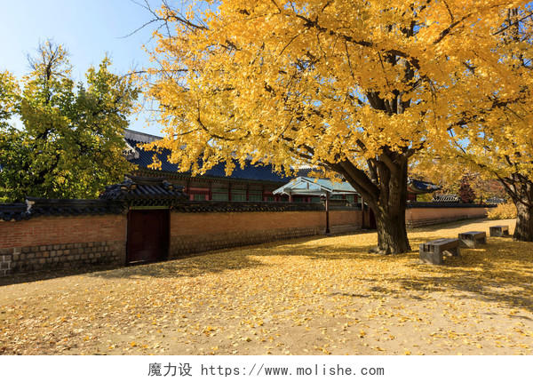 在韩国皇家宫墙的秋天有一棵黄色大银杏树